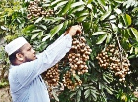 চিরিরবন্দরে লটকন চাষে রিফাতের বাজিমাত