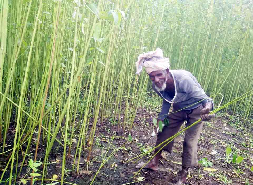 বাজারে ভালো দাম ও ভালো ফলন পাওয়ায়দিনাজপুরে এবার পাট চাষে লাভবান চাষিরা