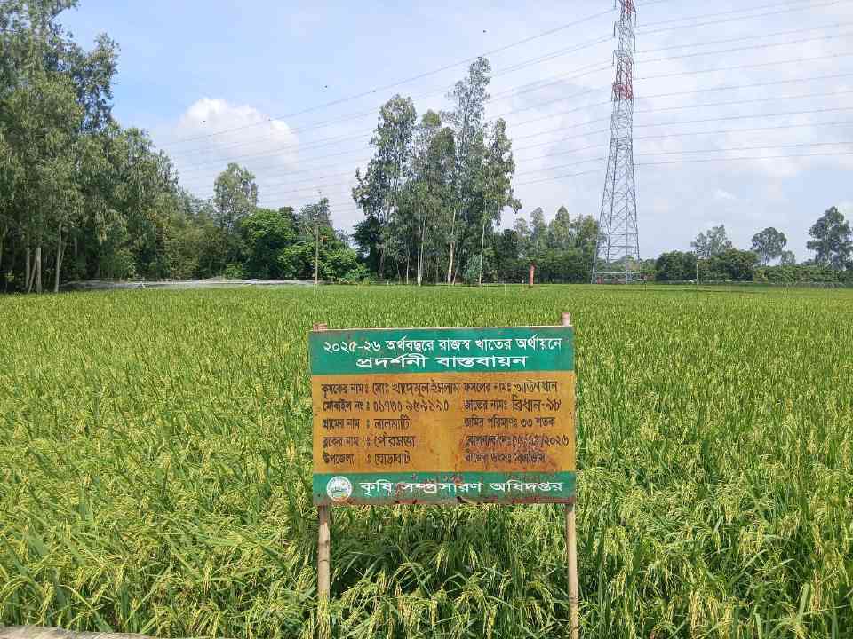 ঘোড়াঘাটে আউশ ধানের বাম্পার ফলনে কৃষকের মুখে হাসি