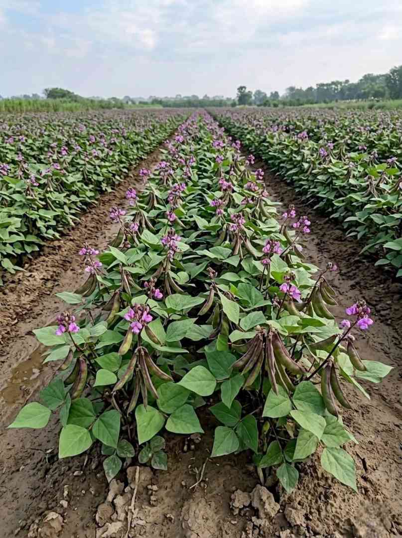 শিম চাষের উপযুক্ত সময় ও লাভজনক পদ্ধতি
