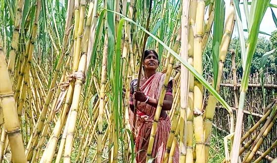ফুলবাড়ীতে আঁখ চাষে লাভবান কৌশিক রায় ও তার পরিবার