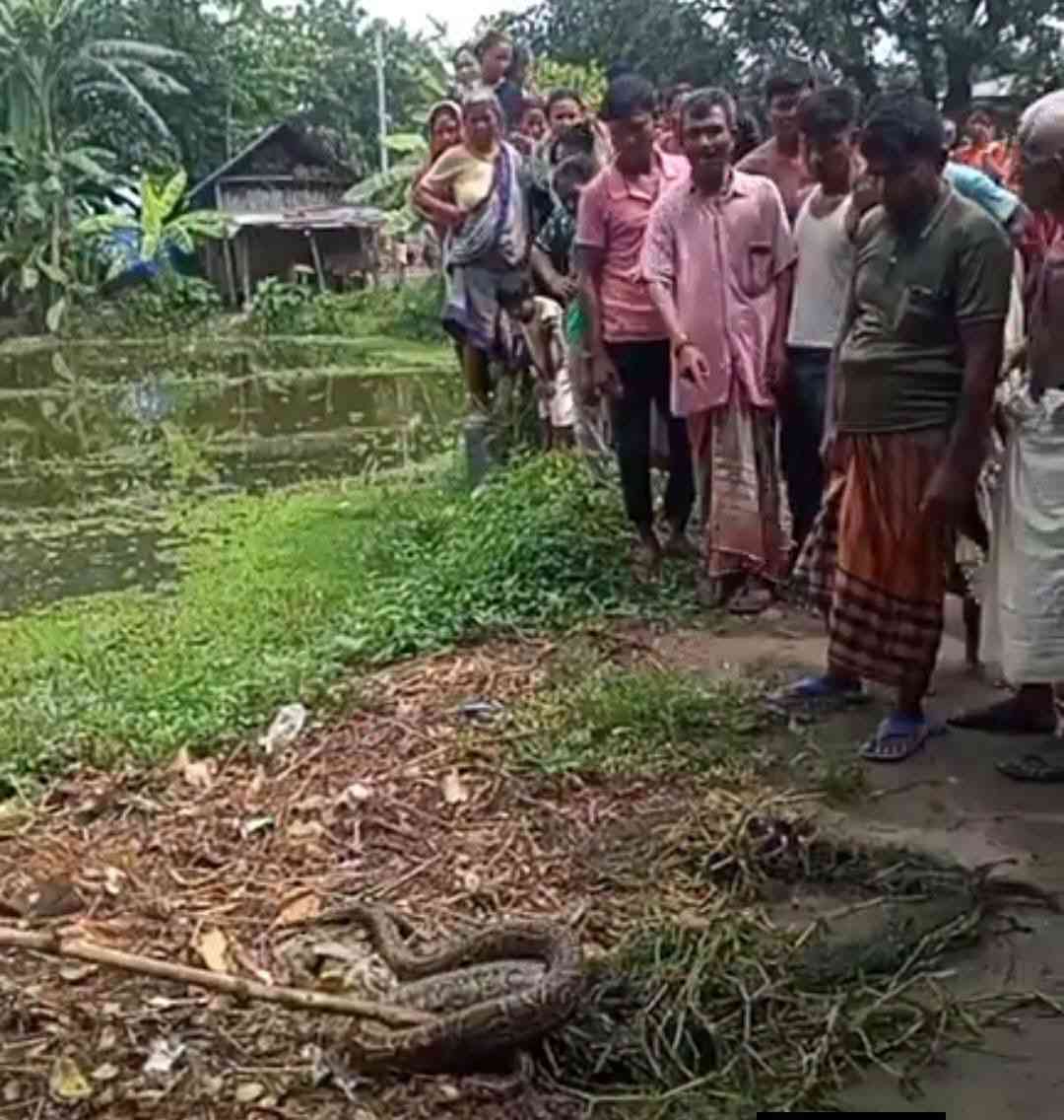 বীরগঞ্জে জালে আটকা পড়া অজগর সাপ শালবনে অবমুক্ত