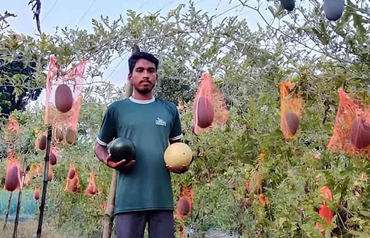 বোচাগঞ্জে পড়াশোনার পাশাপাশি তরমুজ চাষে মিনহাজ উদ্দিনের সাফল্য