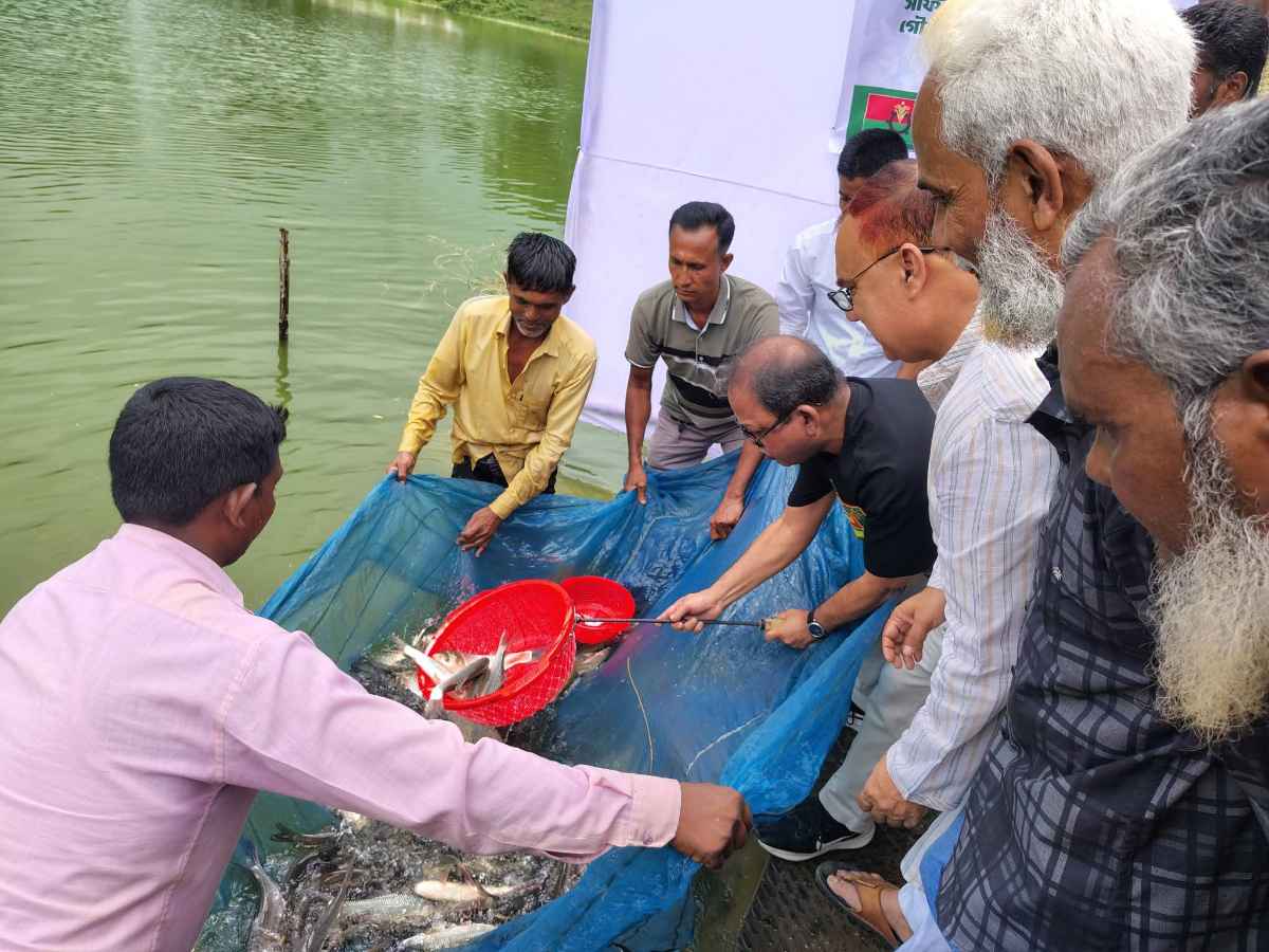 বিএনপির প্রতিষ্ঠা বার্ষিকী উপলক্ষ্যে ঠাকুরগাঁওয়ে মাছের পোনা অবমুক্তকরণ