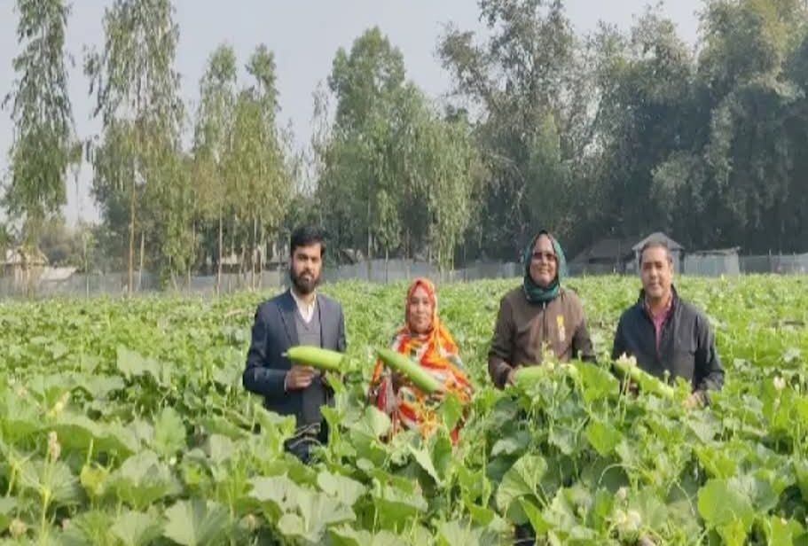 উন্নত জাতের লাউ চাষ করে সফল দিনাজপুরের মিজানুর