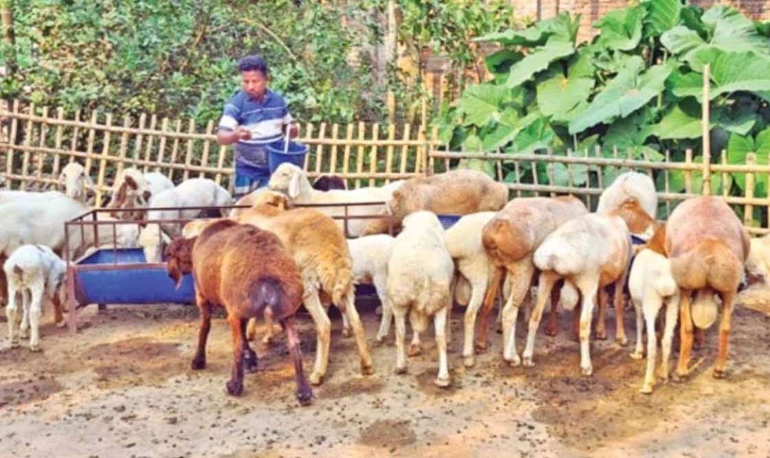দুম্বা পালনের রবিউল ইসলামের সাফল্য 