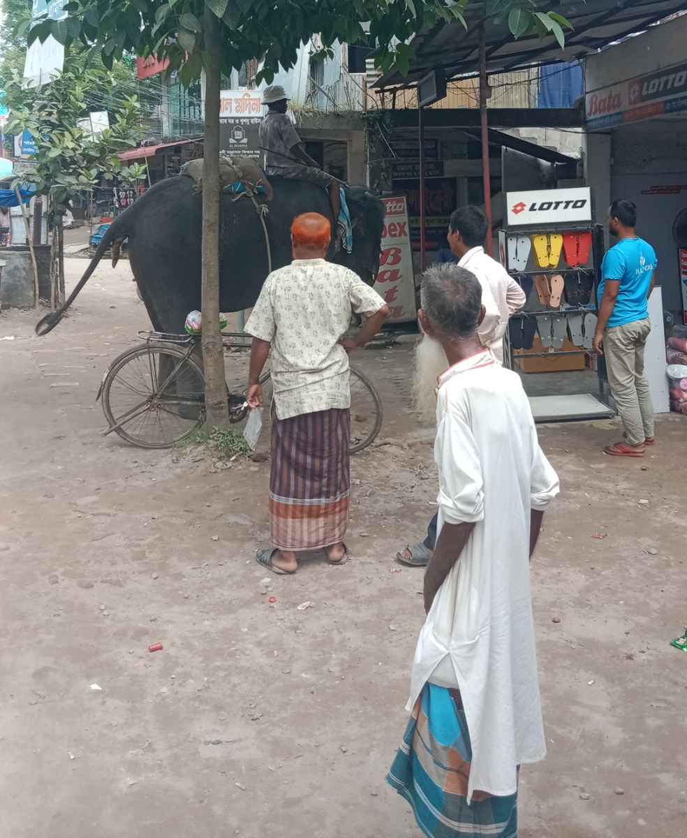 বীরগঞ্জে হাতি দিয়ে চাঁদাবাজি, অতিষ্ঠ ব্যবসায়ী-পথচারী