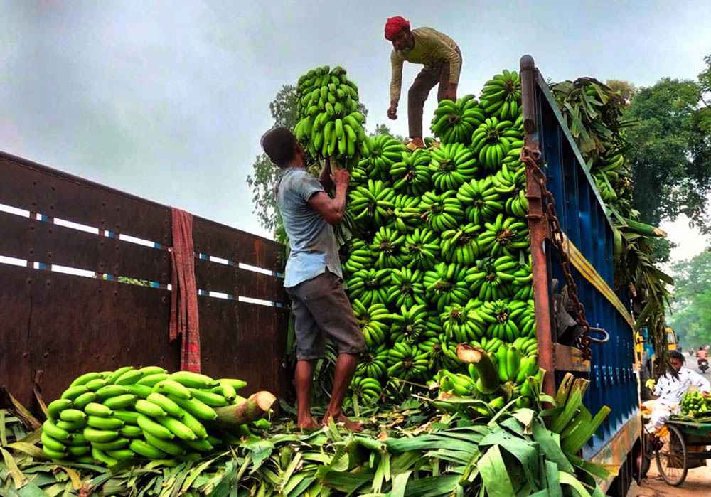 উত্তরবঙ্গের বৃহৎ কলার পাইকারি হাটে  ২০০ কোটি  টাকার কলা বিক্রি 