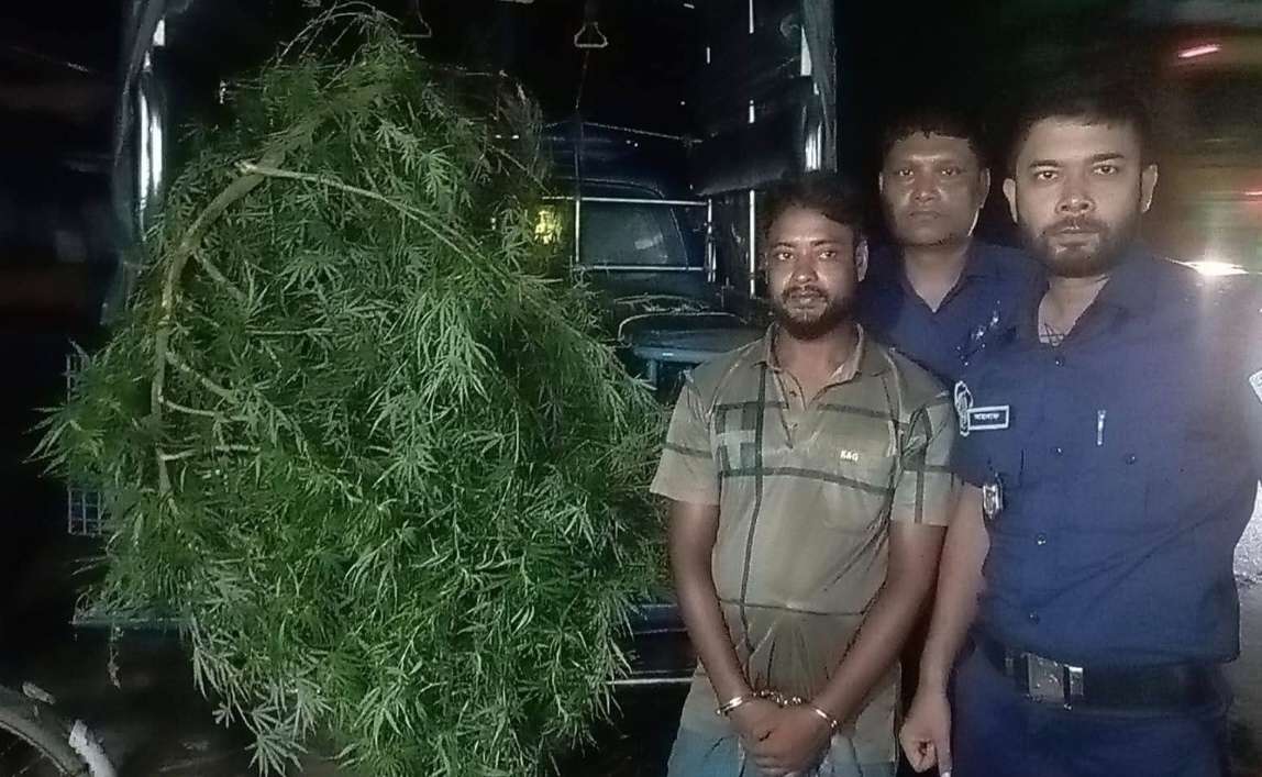 ঘোড়াঘাটে আদার জমি থেকে ১২ ফুটের দুটি গাঁজার গাছ উদ্ধার, যুবক গ্রেপ্তার