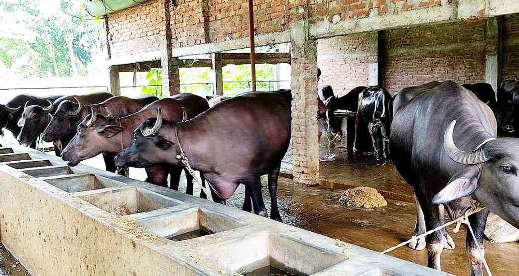 চাকরি ছেড়ে মহিষের খামার গড়ে সফলতা মহসিন চৌধুরীর
