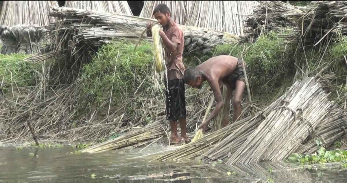 হিলি-বিরামপুরে পাটের বাম্পার ফলন, বাড়তি দামে হাসি কৃষকের মুখে