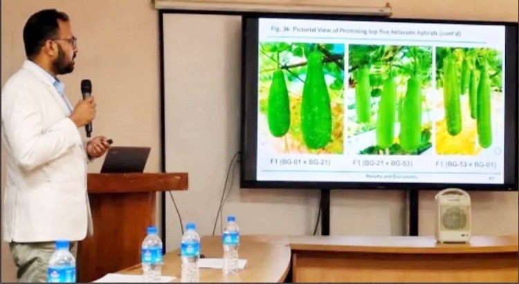 হাবিপ্রবি’র গবেষণায় তাপসহনশীল হাইব্রিড লাউ উদ্ভাবন