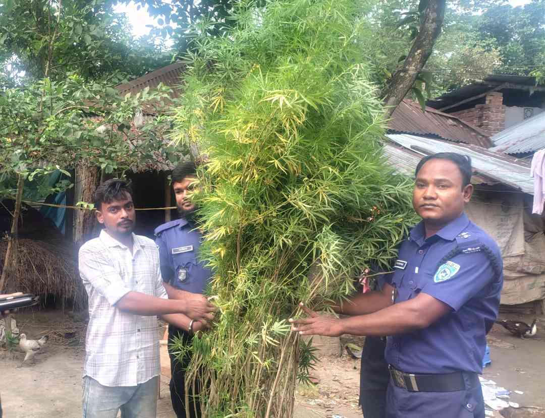 নবাবগঞ্জে গাঁজার গাছ সহ একজনকে গ্রেফতার করেছে পুলিশ 