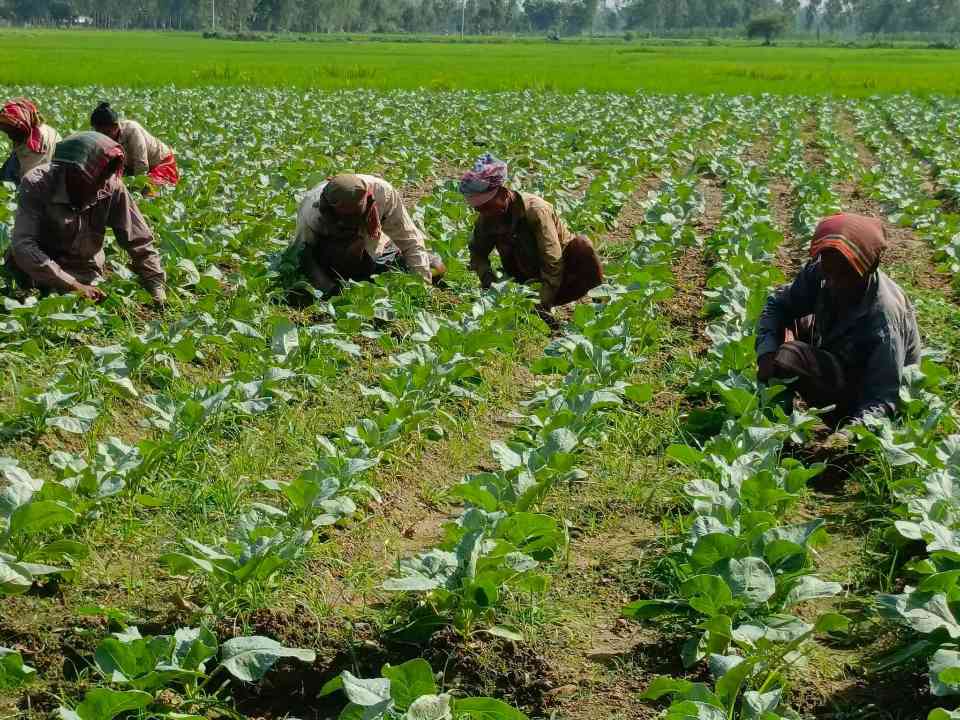 বীরগঞ্জে ফুলকপি চাষ ও পরিচর্যায় ব্যস্ত কৃষক