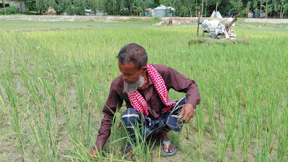 সারের জন্য কুড়িগ্রামের কৃষকেরা পাচ্ছেন ‘মাটির স্বাস্থ্য সুরক্ষা কার্ড’