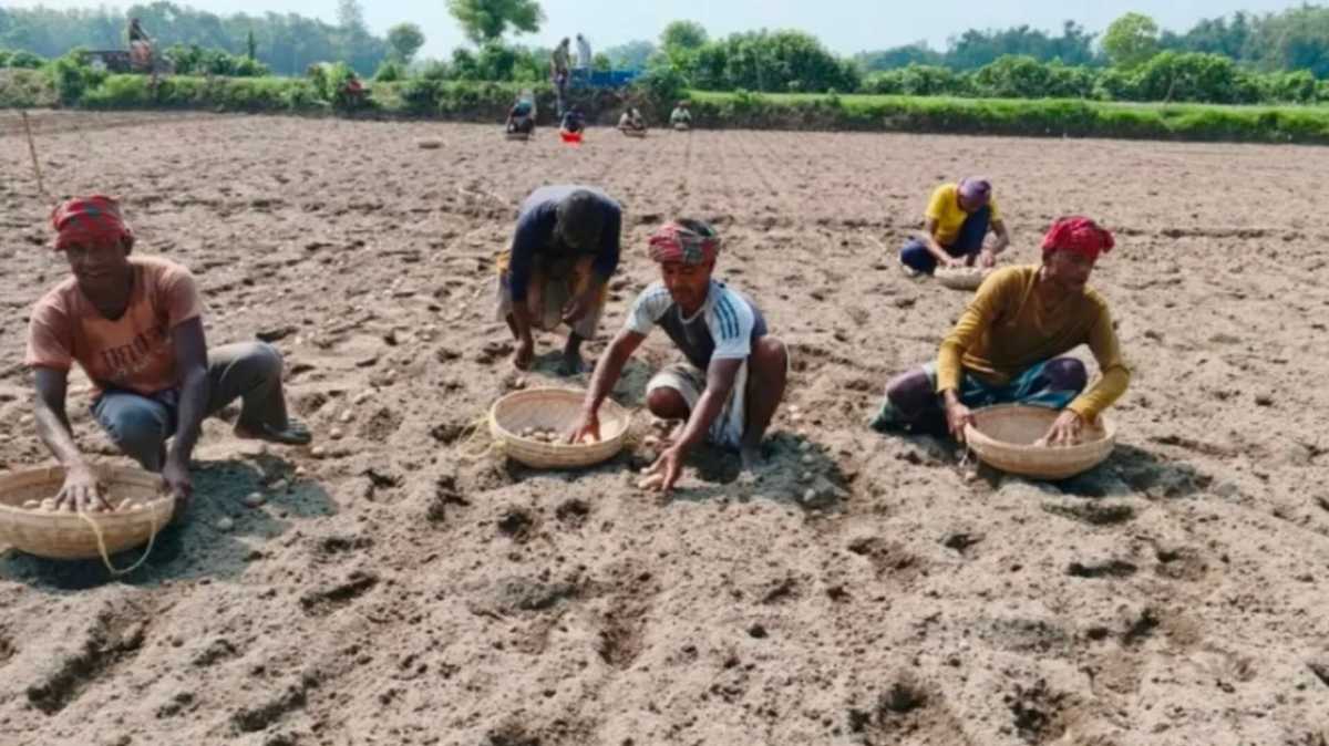 লাভের আশায় নীলফামারীতে আগাম আলু চাষে ব্যস্ত কৃষকেরা