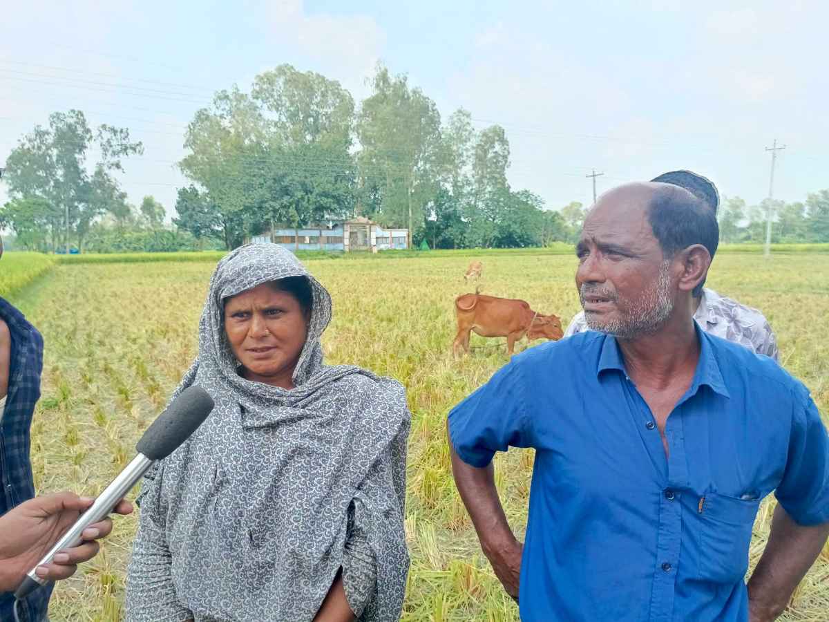 বীরগঞ্জে জোরপূর্বক দুই বিঘা জমির ধান কাটার অভিযোগ