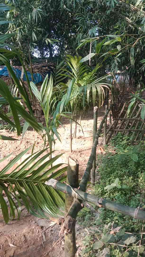 বীরগঞ্জে ভোগান্তিতে একটি পরিবার,বাঁশের বেড়া দিয়ে চলাচলের রাস্তা বন্ধের অভিযোগ