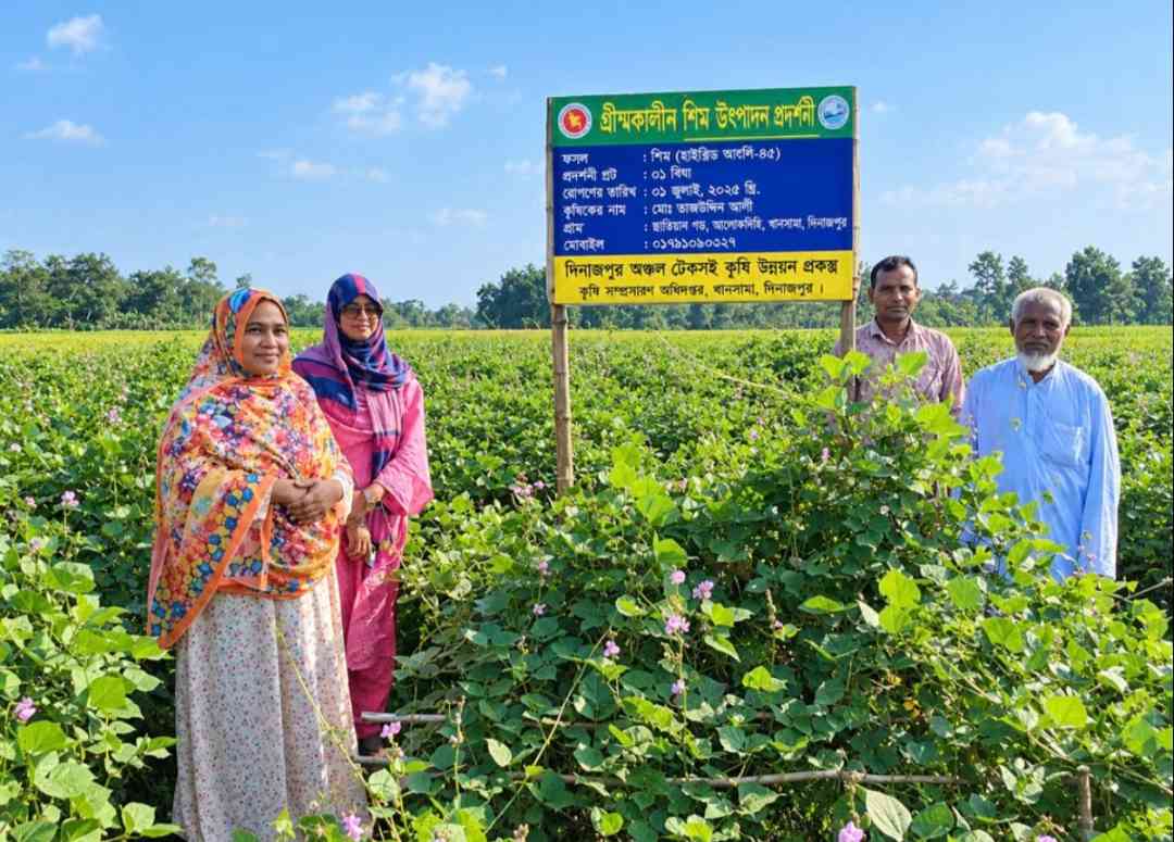খানসামায় গ্রীষ্মকালীন শিম চাষে সাফল্য