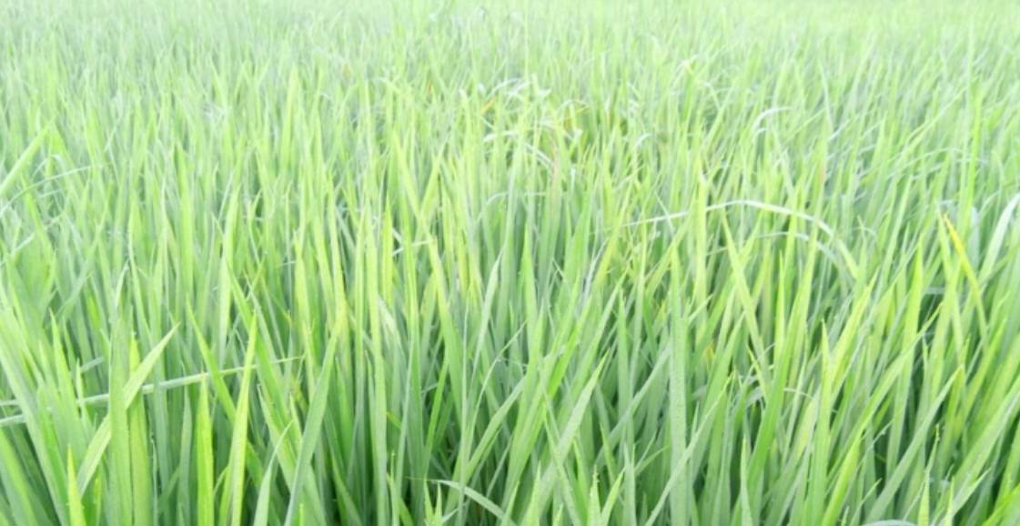 আশ্বিনের শিশিরভেজা সবুজ ধানক্ষেতে বদলে যাচ্ছে প্রকৃতির রুপ
