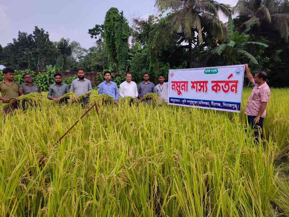 বীরগঞ্জে স্বল্পমেয়াদি আমন ধানের নমুনা শস্য কর্তন
