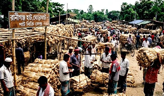 ঘোড়াঘাটে এবার পাটের বাম্পার ফলন