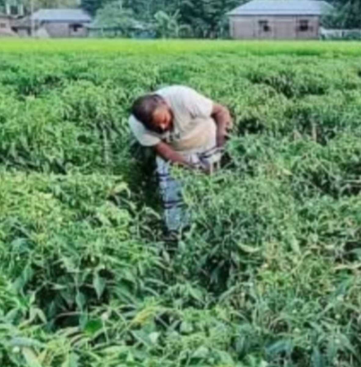 হিলিতে বাড়ছে কাঁচামরিচের চাষ, লাভে হাসি কৃষকের মুখে