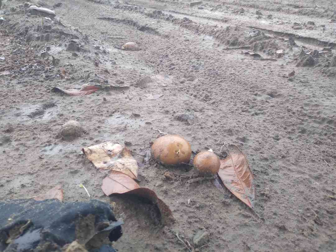বীরগঞ্জে হঠাৎ বৃষ্টিতে তলিয়ে গেছে আগাম সবজির মাঠ