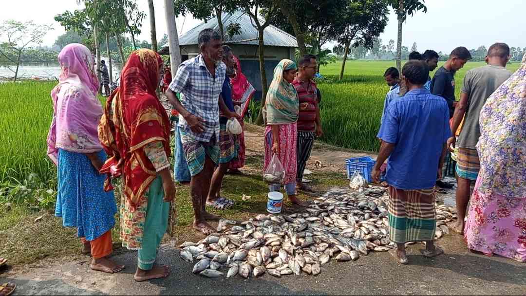 বিরলের শাহিনুর আলম এর পুকুরের মাছ মরে ভেসে উঠছে।। কুড়ি লক্ষ টাকার ক্ষয়ক্ষতির আশংকা