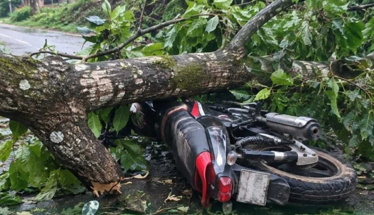 নবাবগঞ্জে সড়কের গাছের ডাল মাথায় পড়ে মোটরসাইকেল চালক নিহত 