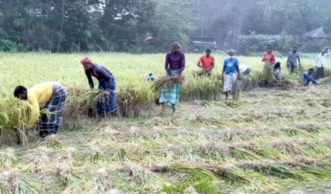 ঘোড়াঘাটে আগাম জাতের আমন ধান কাটা শুরু