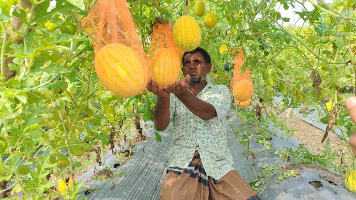 নীলফামারীতে মাচায় ঝুলছে অসময়ের তরমুজ: ৩ বিঘায় ৬ লাখ টাকা লাভের স্বপ্ন ওমর আলীর