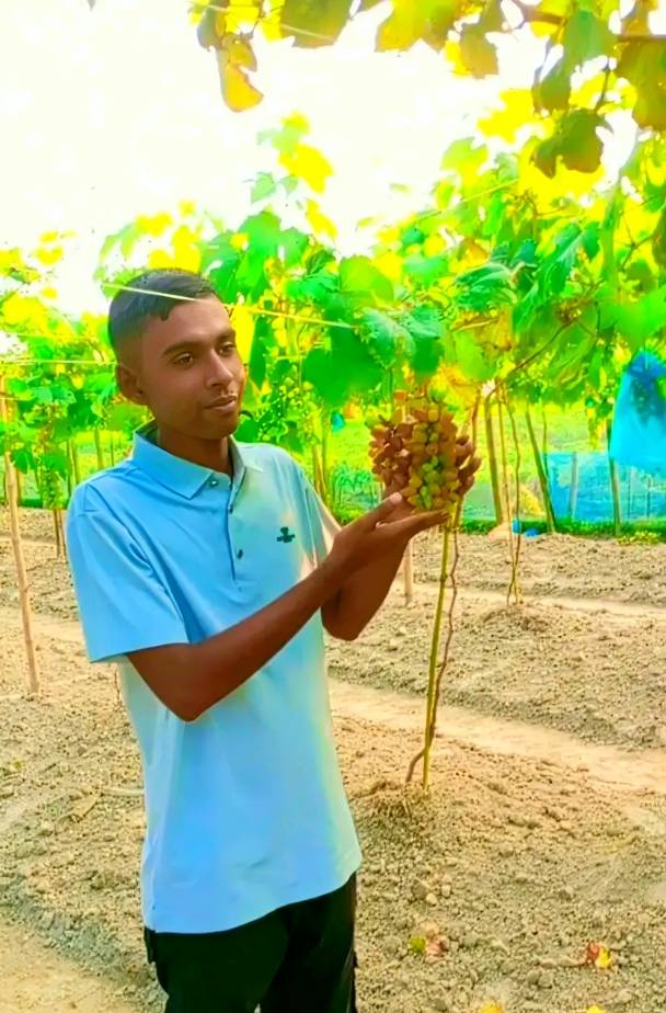 নবাবগঞ্জে আঙুর চাষে সফল তৌহিদুল, কৃষিতে নতুন দ্বার উন্মোচন