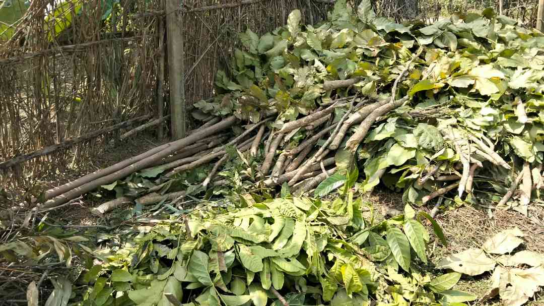 রাতের আঁধারে বনবিভাগের ৩ শতাধিক চারাগাছ কেটে সাবার