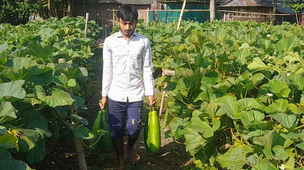নীলফামারীতে ​লাউয়ের বাম্পার ফলন, কিন্তু পকেটে নেই কাঙ্ক্ষিত দাম