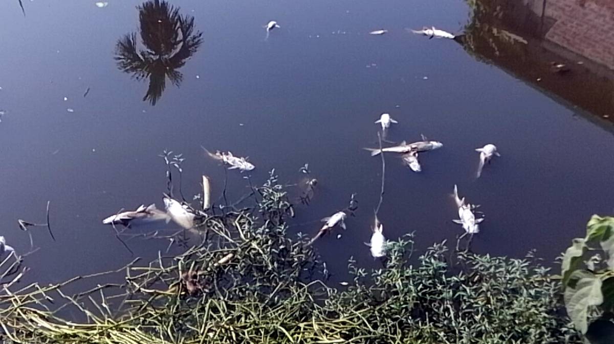 দিনাজপুরের কাহারোলে গ্যাস ট্যাবলেটে ৪৫ মণ মাছ নিধন
