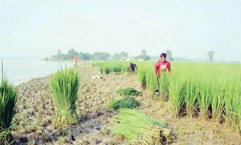 তিস্তাপাড়ের কান্না, কাঁচা আমন ধানেরগাছ যাচ্ছে গরুর পেটে, সর্বস্ব হারিয়ে দিশাহারা কৃষকেরা