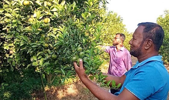 নবাবগঞ্জে কমলা চাষে সফল অবসরপ্রাপ্ত সেনা সদস্য