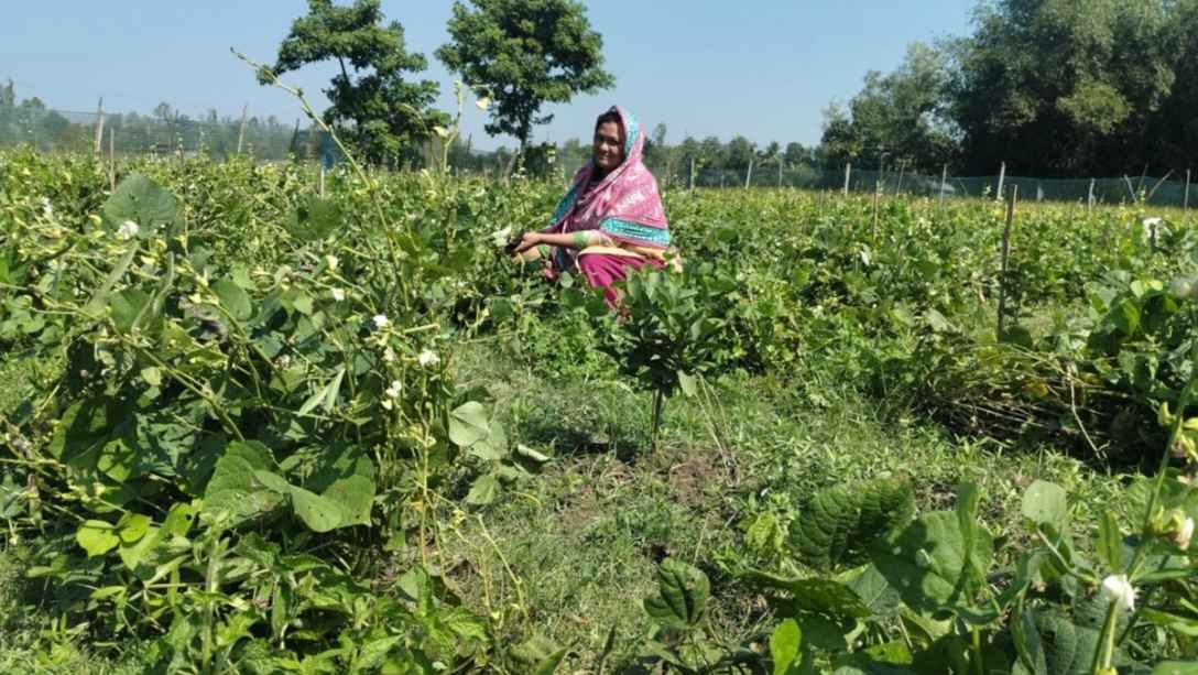 সবুজের বুকে সেলিনার স্বপ্নবুনন