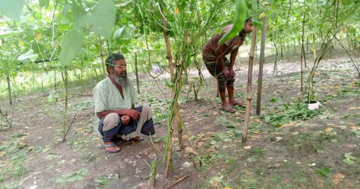 নবাবগঞ্জে রাতের আঁধারে কৃষকের শিমগাছ কেটে দেওয়ার অভিযোগ, দিশেহারা কৃষক হাফিজুর রহমান
